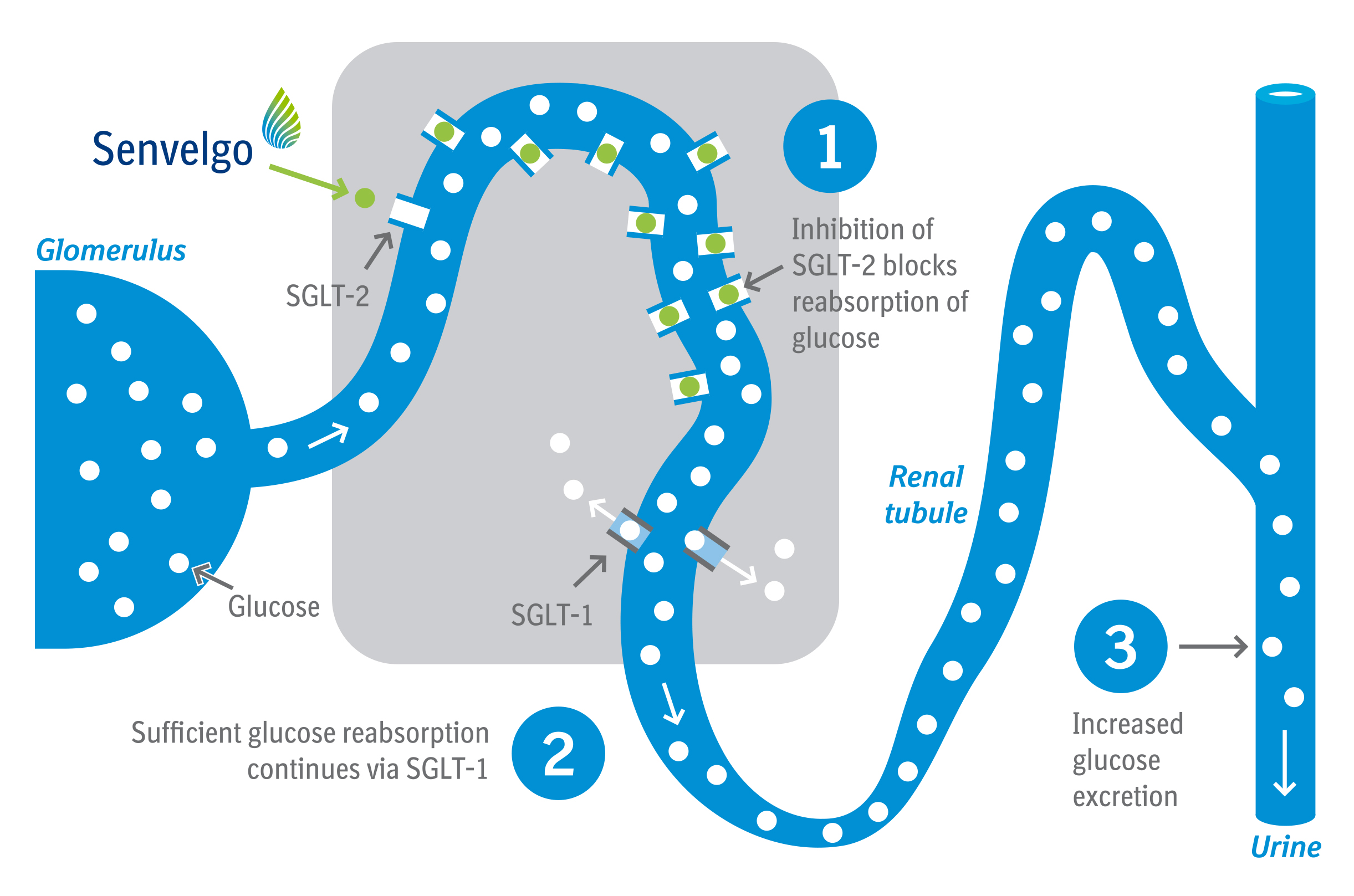 SGLT - 2 inhibition diagram