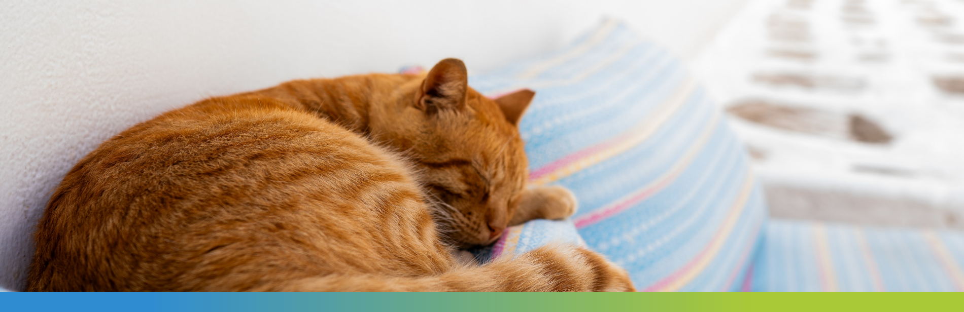 orange cat lying comfortably on a sofa