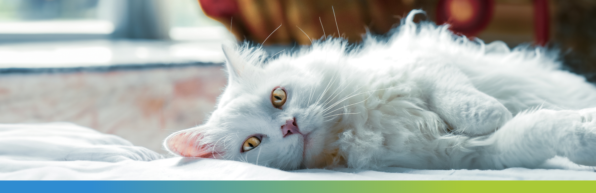 white cat lying in front of a window