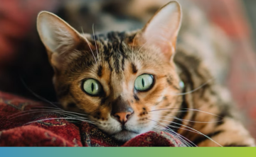 cat lying on a blanket