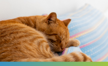 orange cat lying comfortably on a sofa