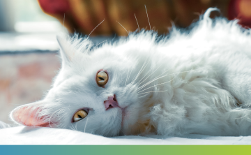 white cat lying in front of a window