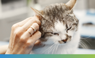 picture of a cat on a veterinary table