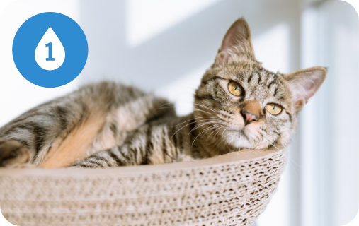 cat lying in a cat bed, with a droplet icon including a number one, in the top left