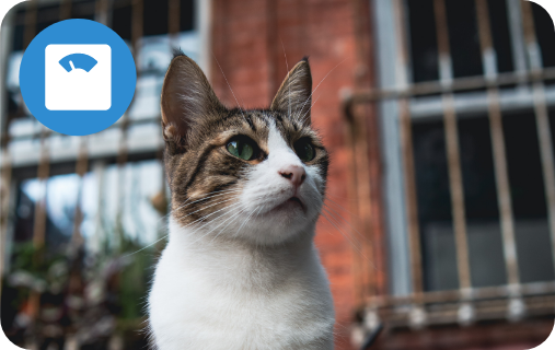 cat outside, with a weighing scale icon in the top left